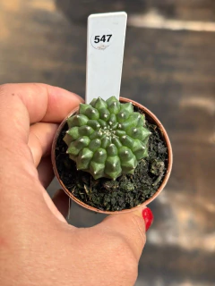 Gymnocalycium Thornless pote 6 #547 - comprar online