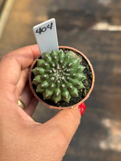 Gymnocalycium Thornless pote 6 #404 - comprar online