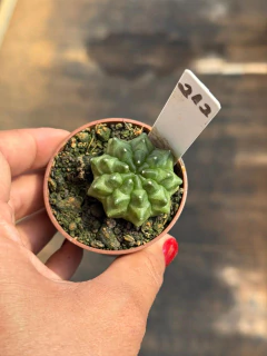 Gymnocalycium Thornless pote 6 #212 - comprar online