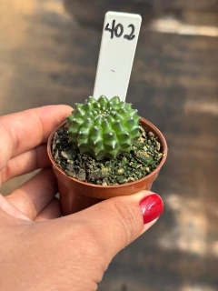 Gymnocalycium Thornless pote 6 #402 - comprar online