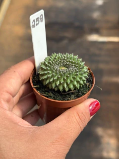 Gymnocalycium Thornless cristata pote 6 #259 - comprar online