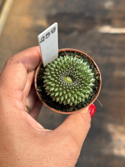 Gymnocalycium Thornless cristata pote 6 #259