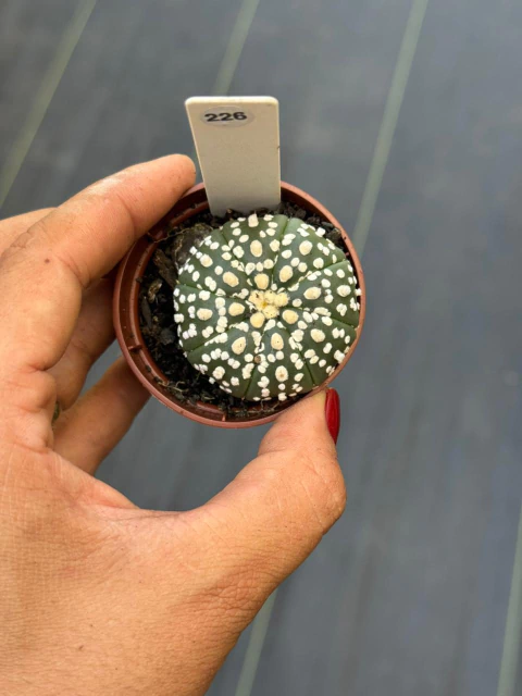 Astrophytum Asteria Super Kabuto pote 6 #226