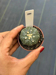 Astrophytum Asteria Super Kabuto pote 6 #283 - comprar online