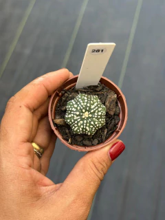 Astrophytum Asteria Super Kabuto pote 6 #281 - comprar online