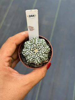 Astrophytum Asteria Star Shape pote 6 #244 - comprar online
