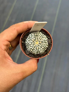 Astrophytum Asteria Star Shape pote 6 #297 - comprar online