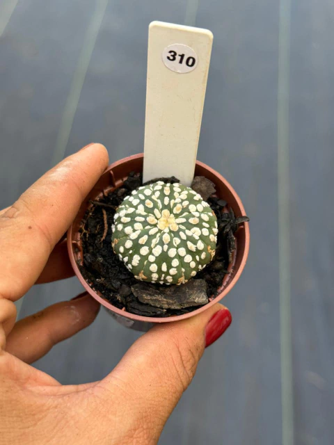 Astrophytum Asteria Super Kabuto pote 6 #310