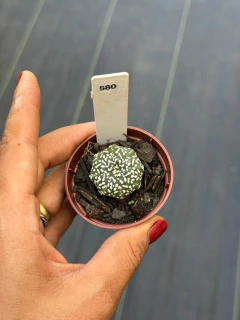 Astrophytum Asteria v-type pote 6 # 580 - comprar online