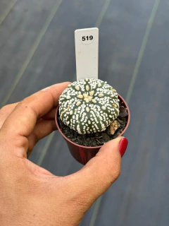 Astrophytum Asteria Super Kabuto pote 6 #519 - comprar online