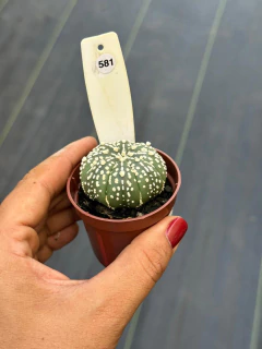 Astrophytum Asteria Super Kabuto pote 6 #581 - comprar online