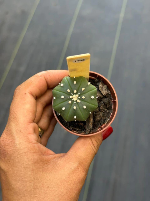 Astrophytum Asteria pote 6 #1192