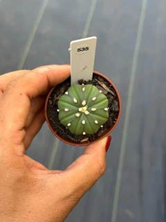 Astrophytum Asteria pote 6 #535 - comprar online