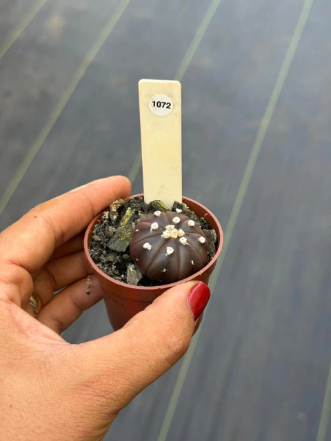 Astrophytum Asteria Purple pote 6 #1072