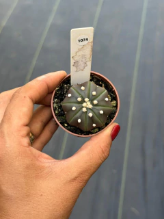 Astrophytum Asteria Purple pote 6 #1074 - comprar online