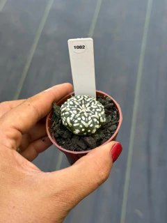 Astrophytum Asteria V-type pote 6 #1082 na internet