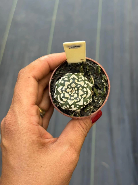 Astrophytum Asteria V-type pote 6 #1096