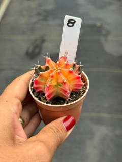 Gymnocalycium pote 6 #8 - comprar online