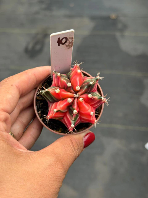 Gymnocalycium pote 6 #10