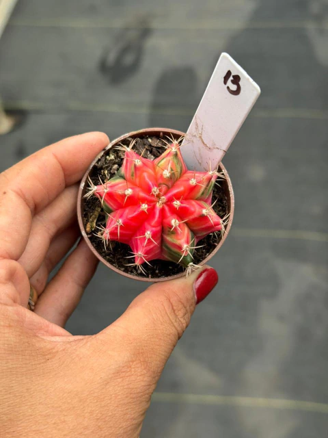 Gymnocalycium pote 6 #13