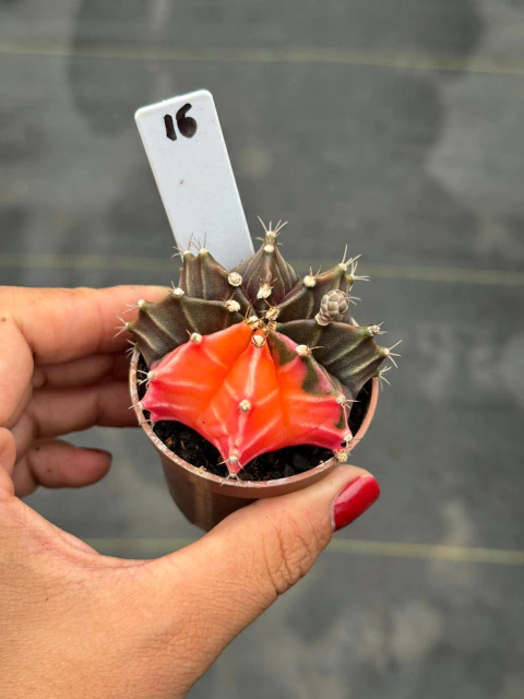 Gymnocalycium pote 6 #16