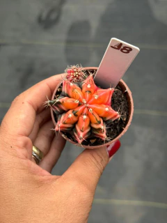 Gymnocalycium pote 6 #18 - comprar online