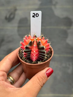 Gymnocalycium pote 6 #20 - comprar online