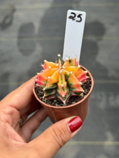 Gymnocalycium pote 6 #25 - comprar online