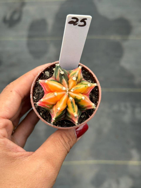 Gymnocalycium pote 6 #25