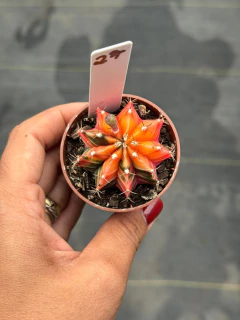 Gymnocalycium pote 6 #27 - comprar online