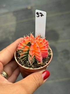 Gymnocalycium pote 6 #37 - comprar online