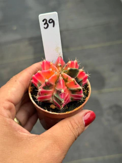 Gymnocalycium pote 6 #39 - comprar online