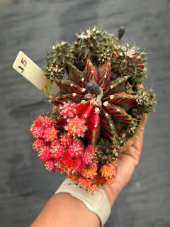 Gymnocalycium Matriz #15 - comprar online