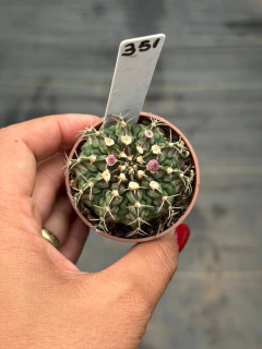 Gymnocalycium t-rex P06 #351 - comprar online