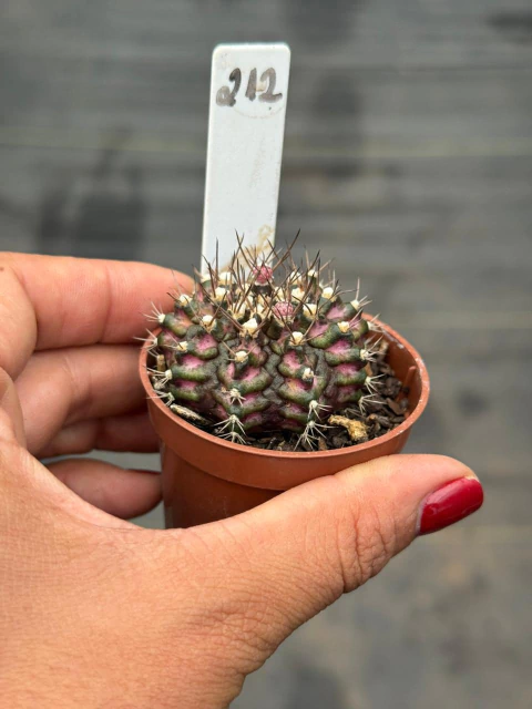 Gymnocalycium t-rex P06 #212
