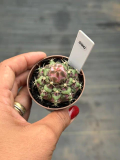 Gymnocalycium t-rex P06 #290 - comprar online