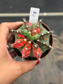 Gymnocalycium pote 9 #93 - comprar online