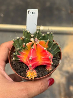 Gymnocalycium pote 9 #114 - comprar online