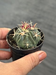 Ferocactus latispinus pote 6