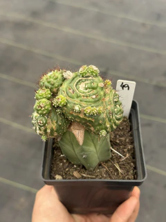 Notocactus Werdermannianus spiralis #49 - ENXERTADO POTE 12 - comprar online