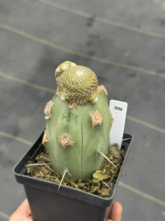 Blossfeldia Liliputiana #209 - ENXERTADO POTE 12 - comprar online