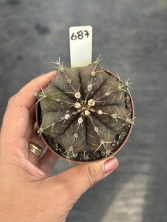 Gymnocalycium verde POTE 9 #687 - comprar online