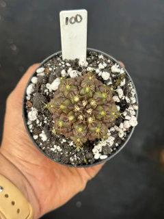 Gymnocalycium t-rex pote 9 #100 - comprar online