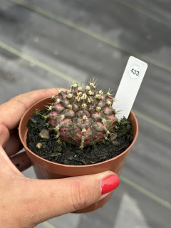 Gymnocalycium t-rex pote 9 #433 - comprar online