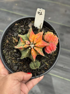 Gymnocalycium matriz pote 15 #70 - comprar online