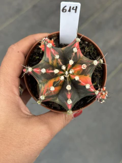 Gymnocalycium variegata #614