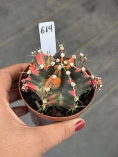 Gymnocalycium variegata #614 - comprar online