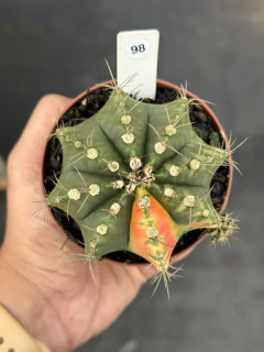 Gymnocalycium pote 9 #98 - comprar online