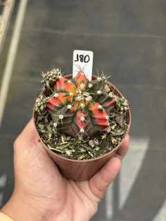 Gymnocalycium multicolor pote 9 #180 - comprar online