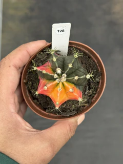 Gymnocalycium pote 9 #128 - comprar online